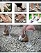 High Heels Protectors for Grass for Weddings and Outdoor Events - Bulk 15 Pair (5S, 5M, 5L)