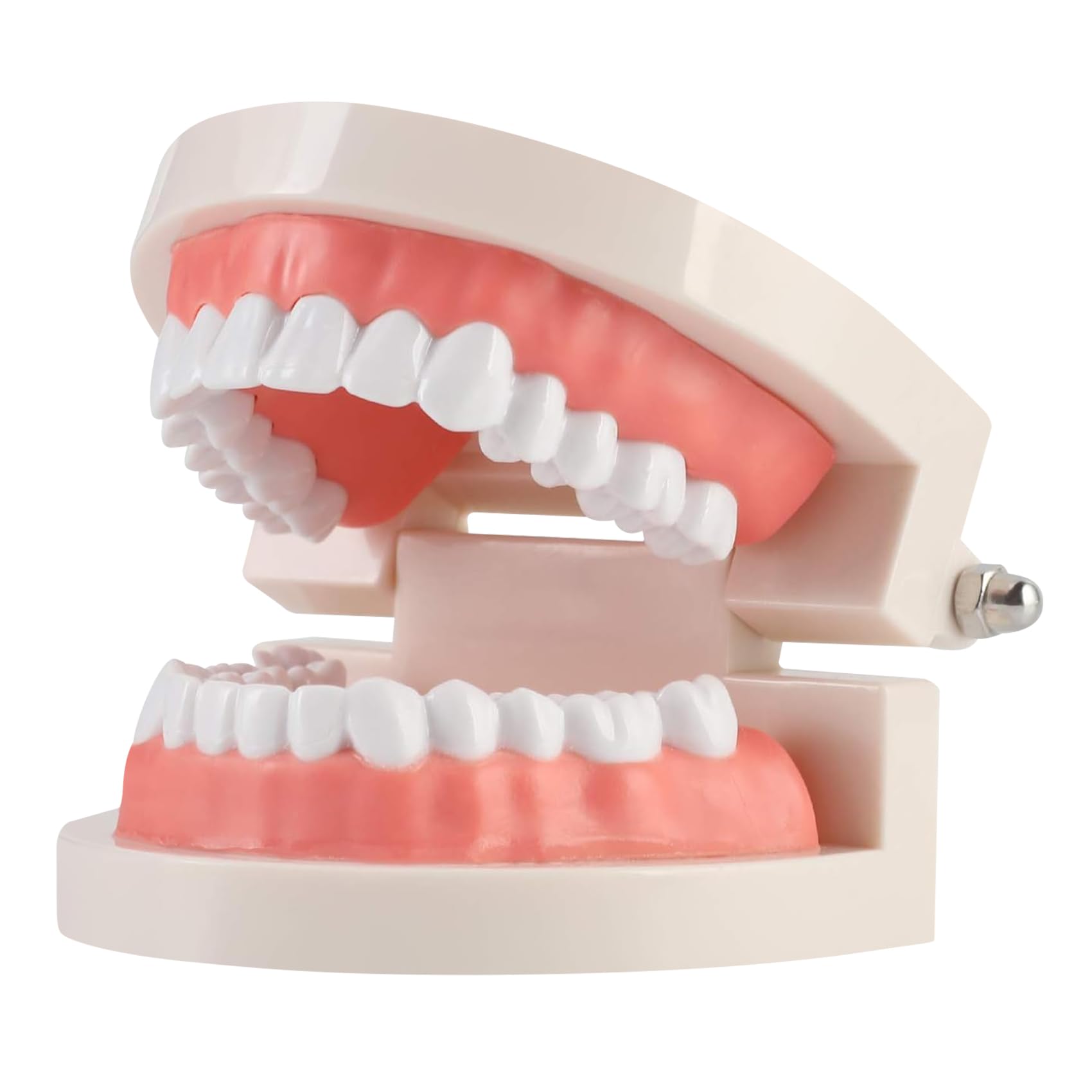 Annhua Standard Teeth Model, Adjustable Dental Model for Child Teeth Teaching, Adult Teeth Demonstration Model for Teaching, Studying, Displaying, and Dental Communication