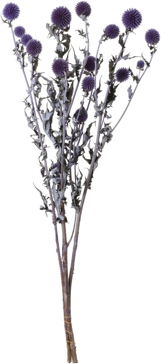 Amazon 東北花材 Toka ドライフラワー ソフトルリ玉アザミ ブルー 3本 造花 オンライン通販