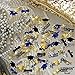 KatchOn, Congrats Grad Confetti 2025 - Pack of 1000 | Graduation Table Decorations 2025 | Grad Confetti Class of 2025,Navy Blue and Gold Graduation Decorations 2025