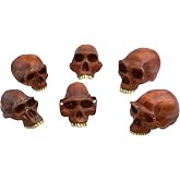 EISCO Prehistoric Skull Replicas, Set of 6 - Approx. 10