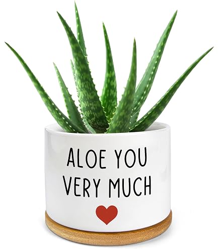 Amazon.com : Generic Aloe Vera (Aloe Barbadensis) Live Plant, 4-Inch Pot  BSBD, green : Patio, Lawn & Garden