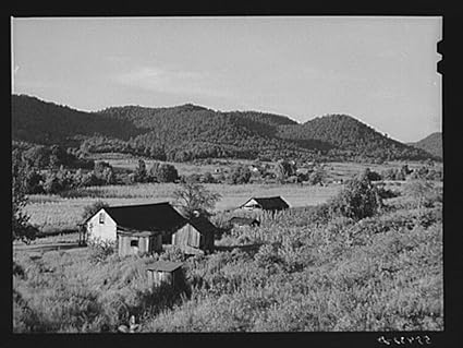 Amazon Com Burley Tobacco Is Placed On Sticks To Wilt After