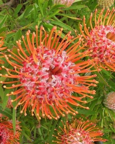 5 Seeds of Leucospermum Cordifolium/Nodding Pincushion - Flower Rare Seeds