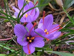 50 Saffron Sativus Crocus Corms - 9 cm. Corms