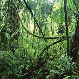 Amazon.com: GladsBuy Vibrant Tropical Rainforest 10' x 10