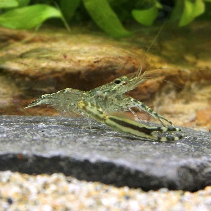 Amazon エビ オオテナガエビ １匹 北海道航空便要保温 Charm チャーム 観賞魚 水中生物 通販