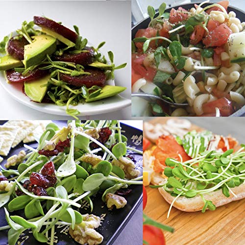 Pop Up Microgreens Kit (Broccoli) - Just Add Water and Seed. Perfect Size, a Quick, Smart, Nutritious Meal. Includes Fiber Soil in a Bag, Broccoli Seed. Super Health Benefits, Easy Grow/Delicious. - Thumbnail 6