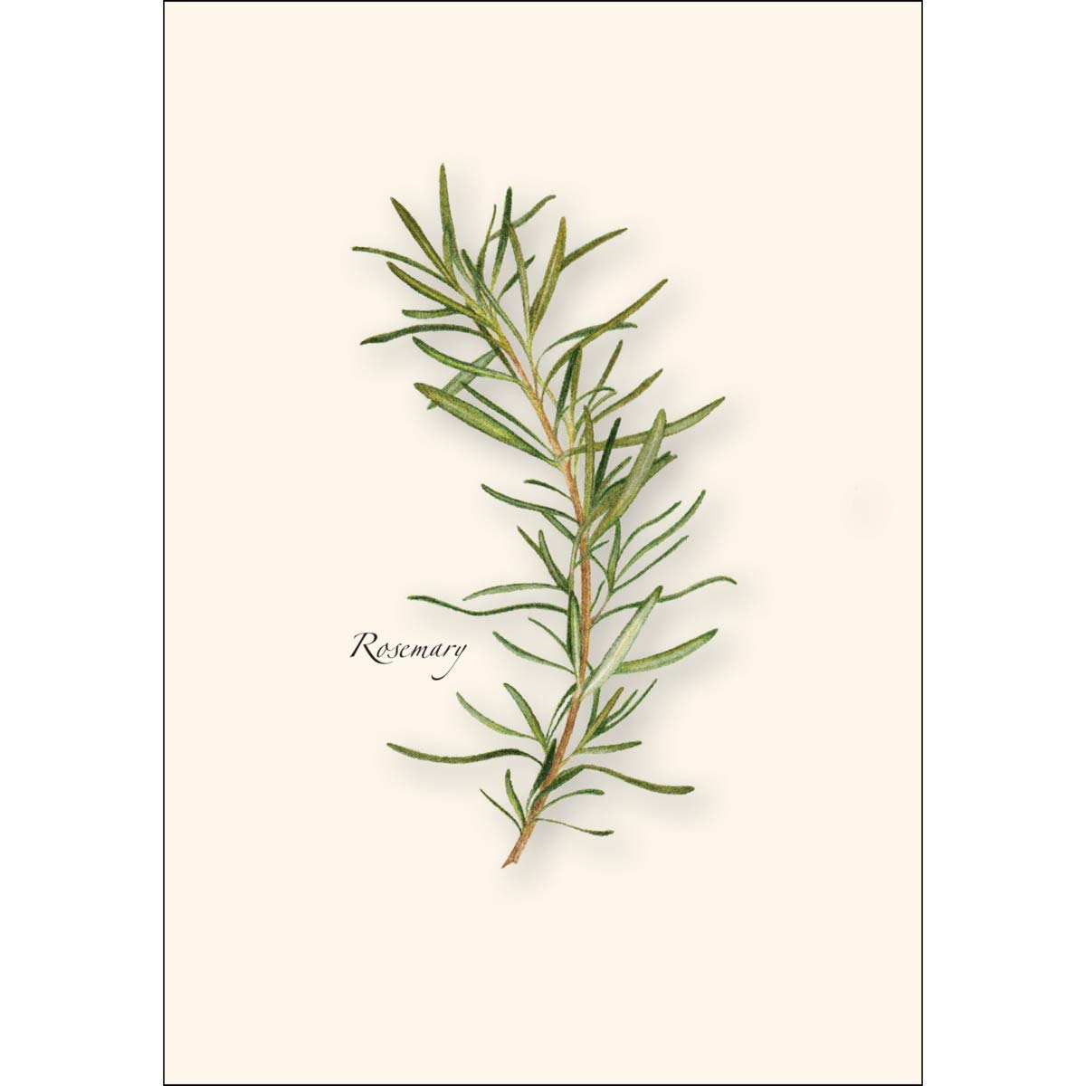 Earth Sky + Water - Herb Assortment Notecard Set - 8 Blank Cards with Envelopes (2 each of 4 styles)