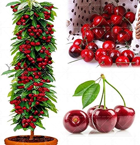 Bonsai Dwarf Cherry Tree Seeds Mini Potted Sweet Cherry Organic Fruit Vegetable Seeds Potted Dwarf Sweet Cherry Plant Seeds 20pcs/Bag
