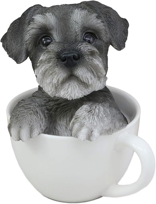 grey schnauzer dog