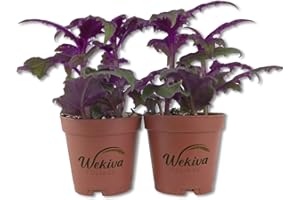 WEKIVA FOLIAGE Purple Passion Plant - Royal Velvet Plant - 2 Live Starter Plants in 2 Inch Pots - Gynura Aurantica - Rare Indoor Houseplant