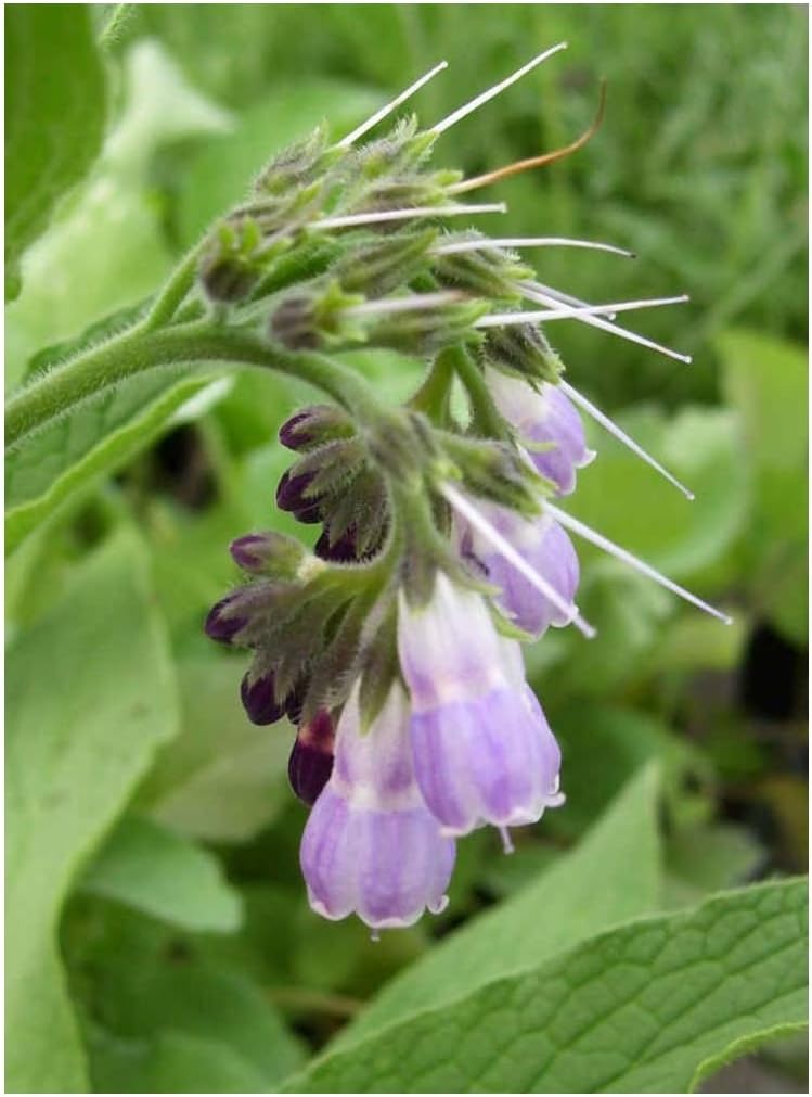 amazon com comfrey bell shaped flowers various colors 3 5 pot toys games amazon com