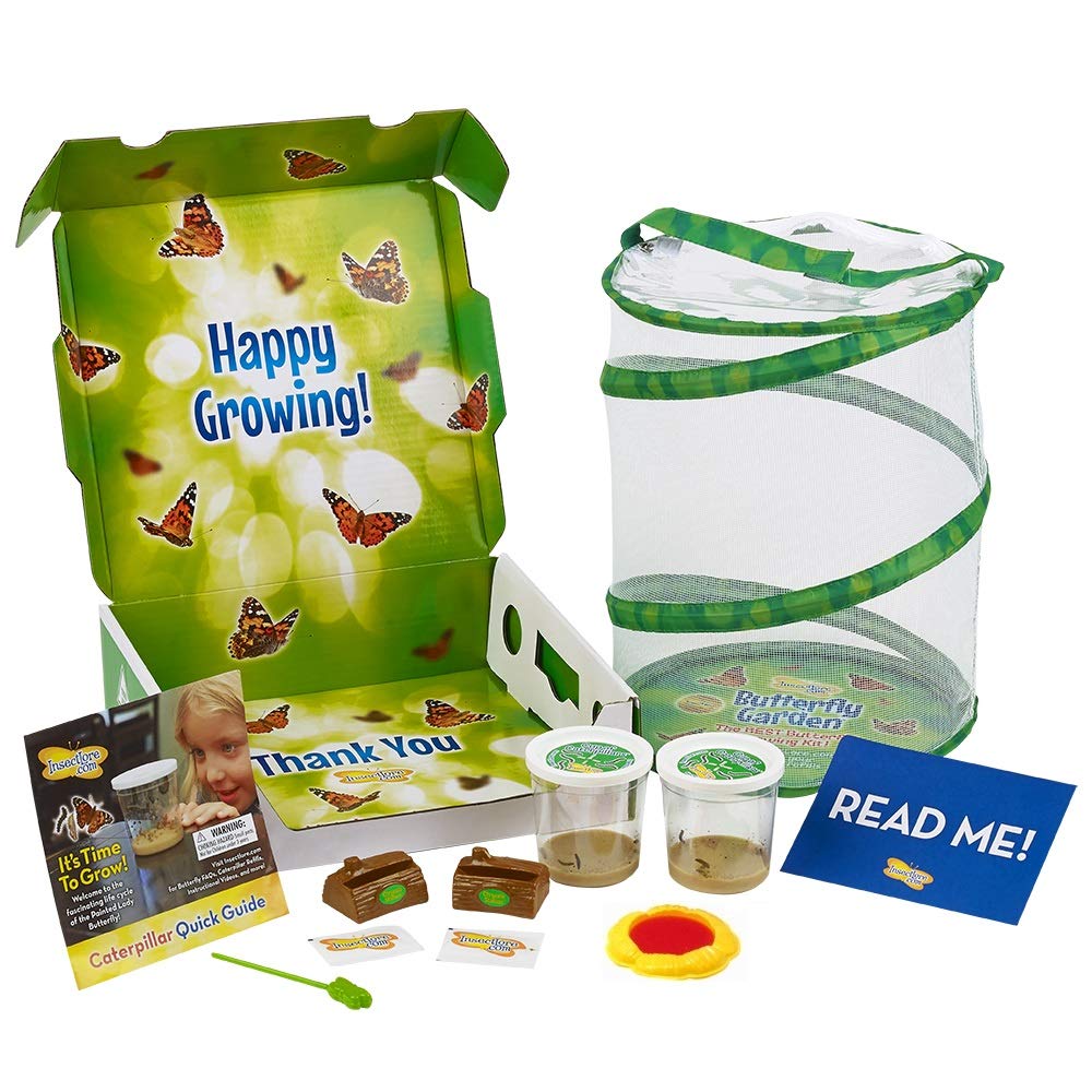 Insect Lore Deluxe Butterfly Garden With Live Cup Of Caterpillars Feeding Habitat Kit Toys Games Biology