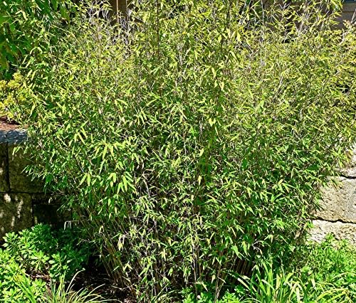 200 Fargesia nitida Clumping Bamboo Seeds Blue Fountain Bamboo USA Seller