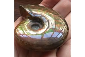 Natural Iridescent Ammonite Ammolite Facet Specimen Fossil Madagascar