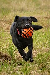 Petface Seriously Strong Nobbly Ball Dog Toy view 4
