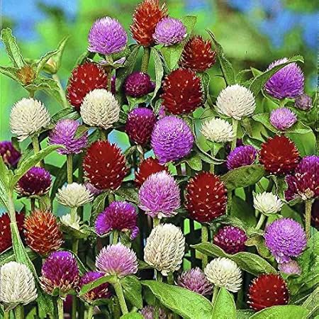 Splendour Seeds  Gomphrena Choice Mix flower seeds