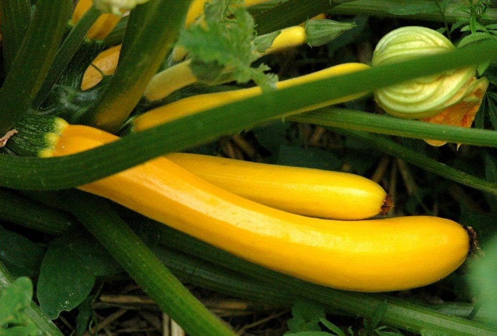 Wafer Organic 6 Seeds F1 Hybrid New Yellow Gold Rush Courgette Goldrush