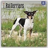 Rat Terriers 2017 Square (Multilingual Edition)