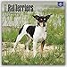 Rat Terriers 2017 Square (Multilingual Edition)