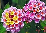50 Pcs Seeds Lantana Camara Flower for Patio Garden