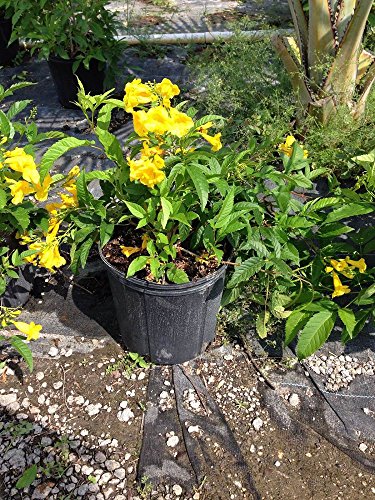 PlantVine Tecoma stans, Yellow Elder, Esperanza, Trumpetflower, Bells of Fire - 10 Inch Pot (3 Gallon), Tree (Standard), Live Plant