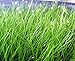 Dwarf Hairgrass Easy Live Aquarium Freshwater Plants Decorations 3 Days Live Guaranteed by Mainam