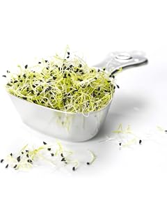 Semillas de germinación - rábano negro - 850 semillas: Amazon.es ...