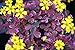 Plum Crazy Shamrock - Oxalis - 2.5" Pot - Fairy Garden Plant or House Plant