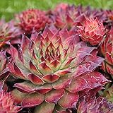 Sempervivum, Montfort, Hens and Chicks for Miniature Garden, Fairy Garden