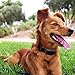 Vastar Ad999 No Bark Collar Electric Anti-Bark Shock Control with 7 Levels Button Adjustable Sensitivity Stimulation of No Harm Warning Beep for 15-120 lb. Dogs