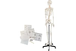 Axis Scientific 5'6" (167 cm) Life Size Human Skeleton Model for Anatomy Study, 206 Bones, Numbered Landmarks, Mobile Stand, Study Guide