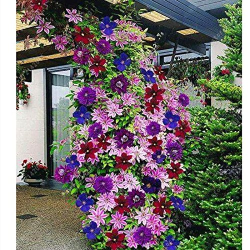 Elever Beauty 50pcs/Bag Mixed Colors Clematis Seeds Plants Bonsai Flowers Seeds Home Garden
