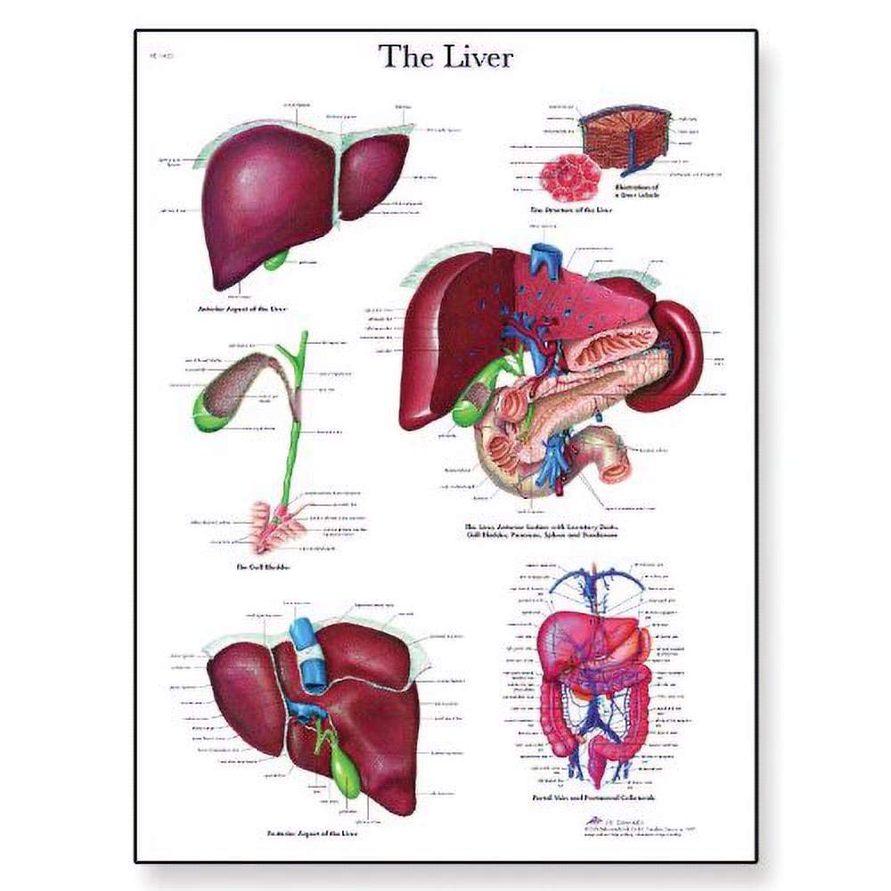 3B Scientific VR1425UU Human Anatomy - Liver Chart, Paper Version