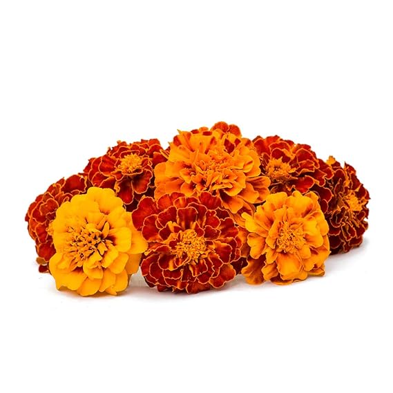 Fresh Marigold Flowers, 250 g Amazon.in Grocery & Gourmet Foods