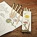 Sprout plantable pencils - KIDS EDITION in natural sustainable wood, Perfect for color books and as a highlighter,Box of 8