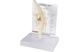 GPI Anatomicals - Canine Knee Model, Normal Knee Joint Replica for Canine Anatomy and Physiology Education, Anatomy Model for Veterinarian’s Offices and Classrooms, Medical Learning Resources