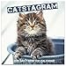 2019 Catstagram Daily Desk Calendar by 