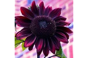 AXEL'S GARDEN SEEDS Sunflower Seeds for Planting – Plant & Grow Heirloom Chocolate Cherry Sunflowers in Home Outdoor Garden - Planting Instructions for Vibrant Blooms - Great Gardening Gift, 1 Packet