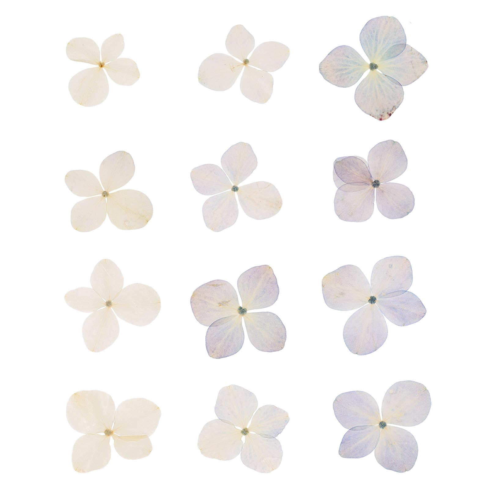 PATIKIL Dried Pressed Flower, 48 Pcs for Resin DIY Crafts Nail Art Cards Scrapbooking Jewelry Making Floral Decor Candle Decors, Sky Blue