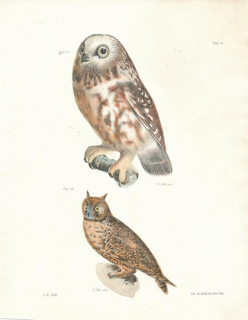 Amazon Com Snowy Owl Barn Owl C 1855 Fine Antique Color Bird