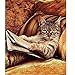 Fairylove DIY Oil Painting Paint by Numbers Kits on Canvas for Adults & Kids Home Wall Decor Animal Art Work - Reading Cat, 16