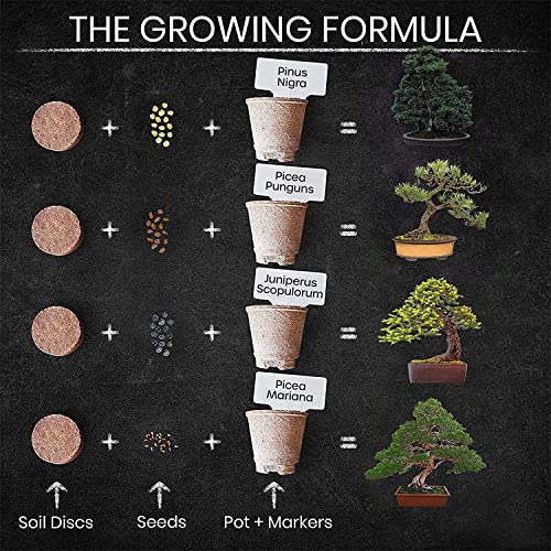 Nature's Blossom Bonsai Tree Kit 4 Types of Bonsai Seeds for Outdoor