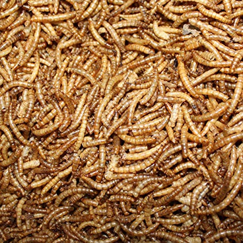 Amzey Dried Mealworms 1 LB, 100 Natural for Chicken Feed, Bird Food