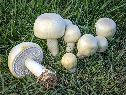 15 g Fresh Sterile Agaricus Horse Mushroom Spores Seeds Grain Spawn Mycelium