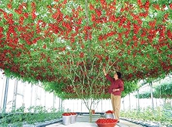 Vajra Seeds Italian Tomato Tree Trip L Crop Vegetable Seeds for Home/Garden - Pack of 50