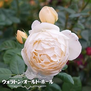 Amazon バラ苗 ウォラトン オールド ホール Er 大輪 イングリッシュローズ 6号ポット 大苗 四季咲き 強健 鉢