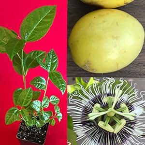 Passion Fruit Tree For Sale - Costa Rica a corner of Paradise: Passion Fruit or Maracuyá ... : Passion fruit vines make good container specimens but require maintenance.