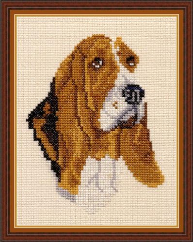 basset hound x dachshund